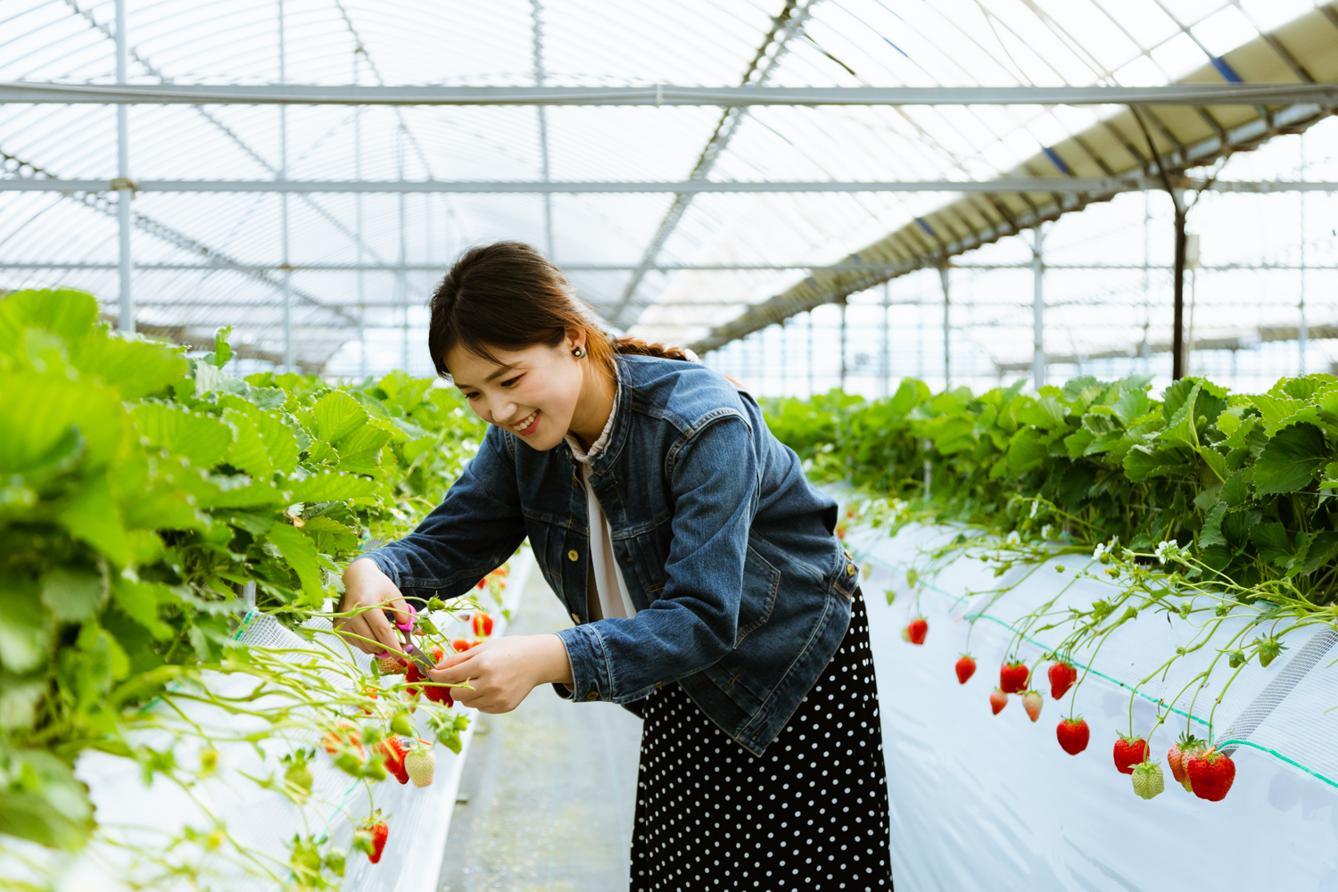 FRUIT PICKING: ENJOY THE SEASONAL FRUITS OF KURUME