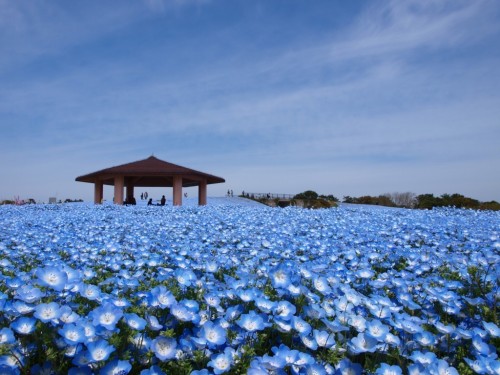 flower Picnic image